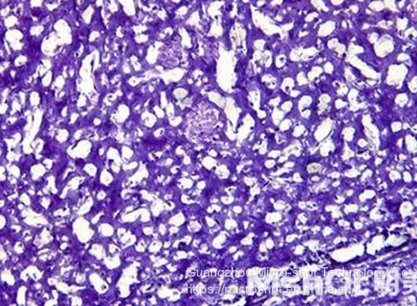 Inverted Biological Microscope With Phase Contrast MI52-N photo-3