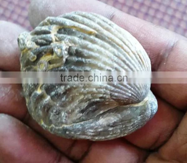 Fossil for Sale photo-3