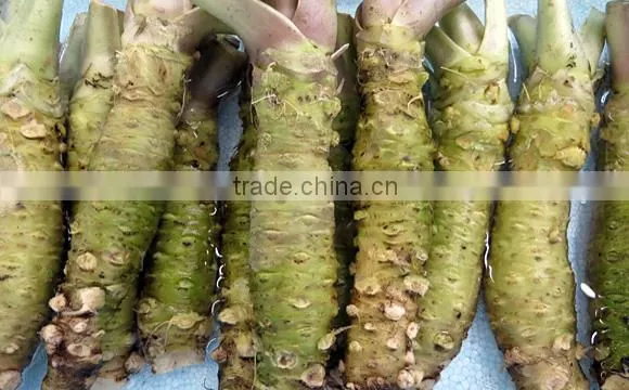 Wasabi Powder photo-3