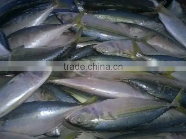 FROZEN INDIAN MACKEREL WHOLE ROUND NORTH IN VIETNAM photo-2