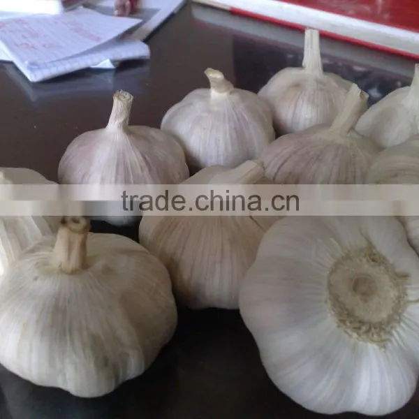 WHITE GARLIC (SKYPE: VISIMEX10) photo-3
