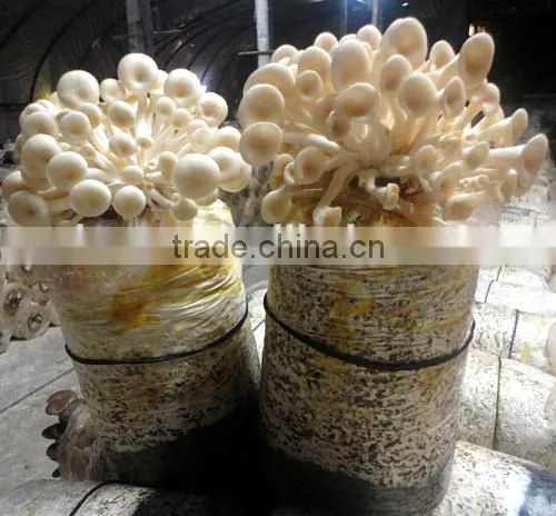 King Oyster Mushroom Spawn Growing Kit photo-2