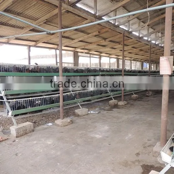 Zimbabwe Poultry Cage Dip Hot Chicken photo-6