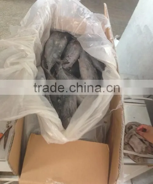 Hot Sale Whole Round Seafrozen High Quality Bonito Tuna photo-3