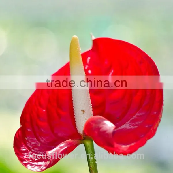 High Quanlity Anthurium Cut Flowers for Valentine's Day photo-3