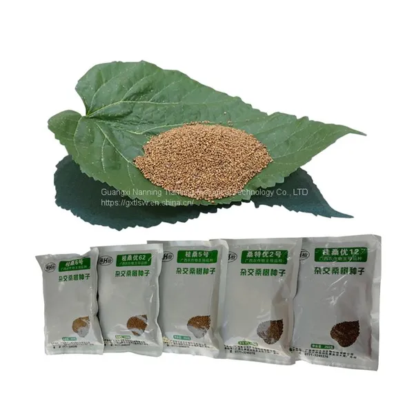Mulberry Seeds Mulberry Tree Seedling Guangxi Gui Sang 5 Mulberry