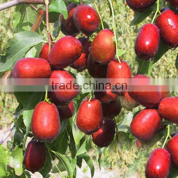 Hot Sale High Quality Chinese Organic Dry Jujube photo-6