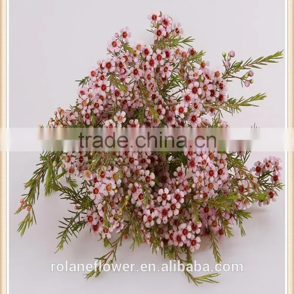 China Wholesale Outdoor Fresh Cut Wintersweet Plants photo-3