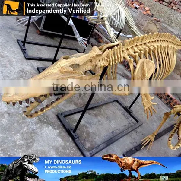 MY Dino-C078 Aquarium Life Size Fish Skeleton photo-6