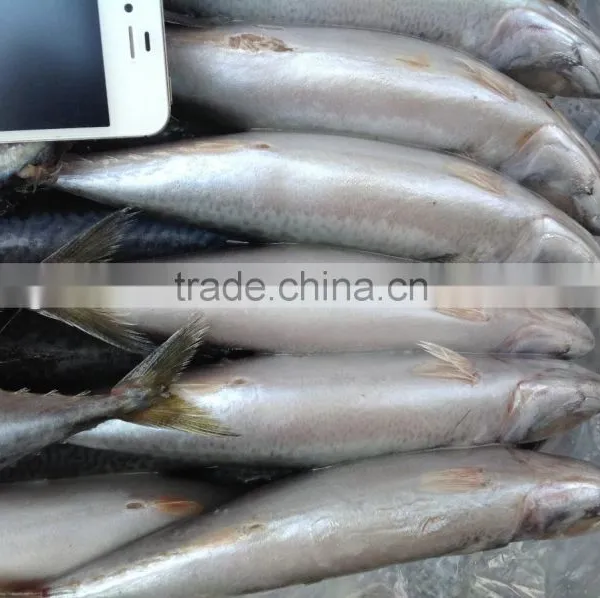 2016 New Caught Whole Round Mackerel 300-400g for Market photo-2