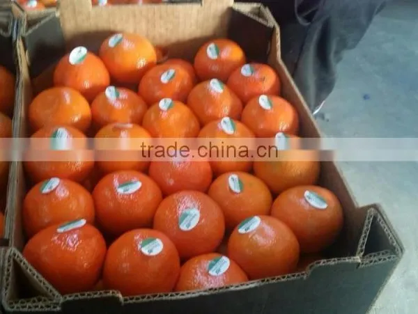 Fresh Oranges , Fresh Fruit and Fresh Oranges Citrus Sweet Mandarin Orange ,
