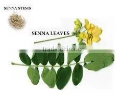 Senna Leaves