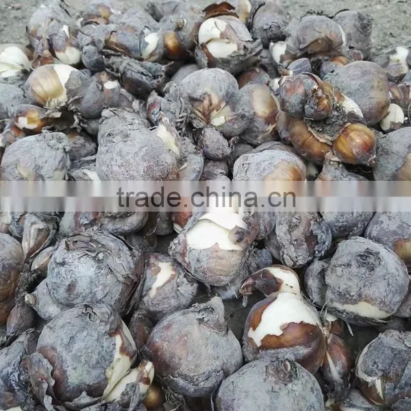 Zhangzhou Narcissus Tazetta Bulbs Daffodil Flower Bulb photo-4