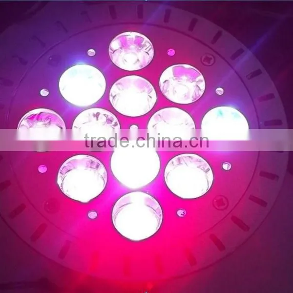 Best Sell Professional Led Light for Indoor Plant Light Fixtures of Led Grow Light Spectrum King photo-6