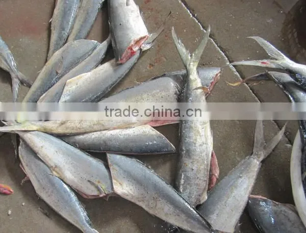 Frozen Mahi Mahi Fish Whole Around (Coryphaena Hippurus) photo-3