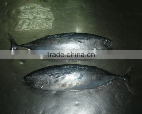 Bonito photo-2
