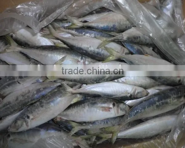 Frozen Horse Mackerel photo-3