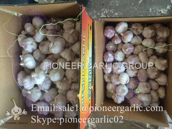 2017 Crop Purple Red Normal White Garlic 5.5cm In Carton Box Mesh Bag