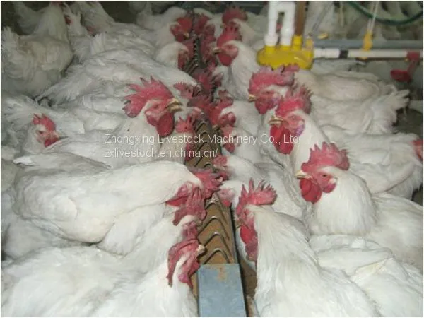 Automatic Chicken Chain Feeding System photo-2