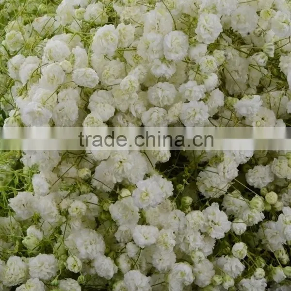 Special Unique Nature Preserved Gypsophila photo-2