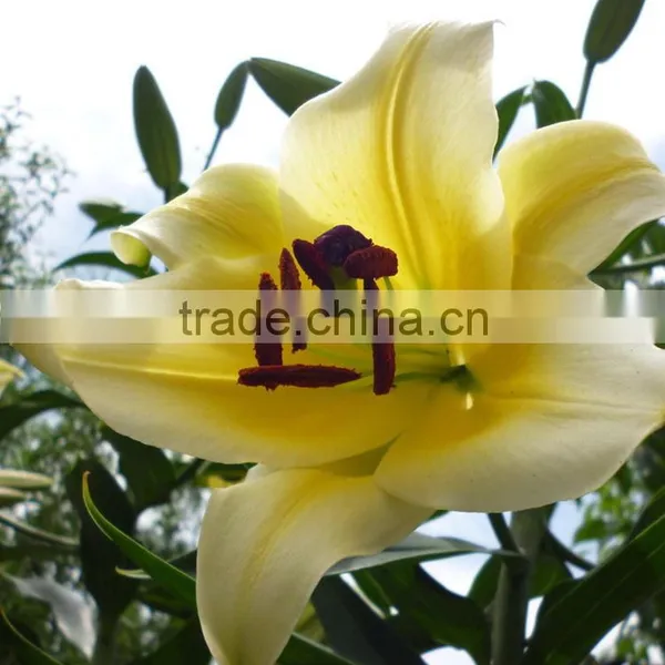 Fashion Yellow King Day Lilies photo-2