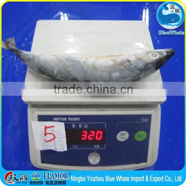Best Quality Fresh Scomber Japonicus Mackerel photo-4