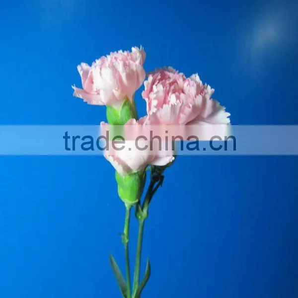 2016 Most Popular Long Stem Fresh Spray Carnations Cuttings photo-2