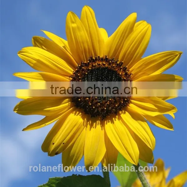 Hot Style Top Quality Sunflower Flower With Long Term photo-5