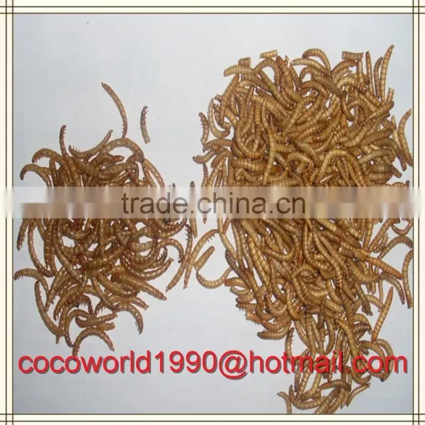 Bird Eating Worm/mealworm Snack/what do Mealworms Like to Eat photo-4
