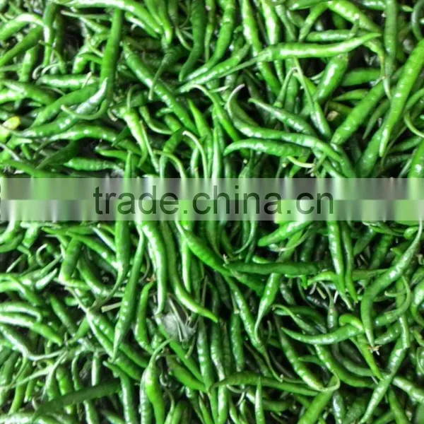 GREEN CHILLI