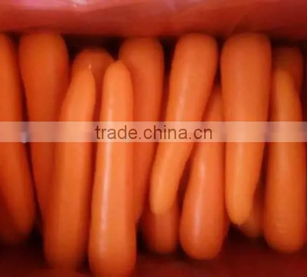 VIETNAM FRESH CARROTS CHEAP photo-2