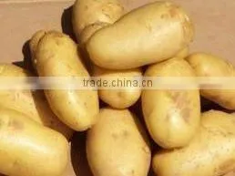 High Quality & Competitive Price Holland Potato