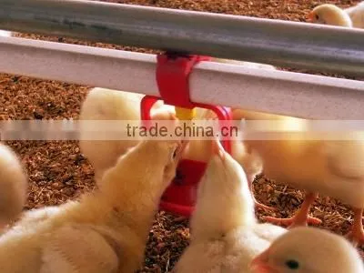 Farming Poultry Automatic Feeding System for Poultry Farming Equipment Auto. Feeding Pan System photo-3