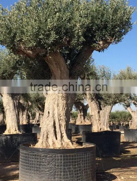 Olive Tree - Olea Europaea Regional Ejemplar photo-6