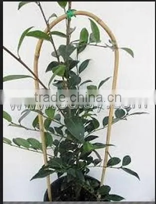 U-hoop Bamboo Poles Baoboo Canes for Agriculture photo-3