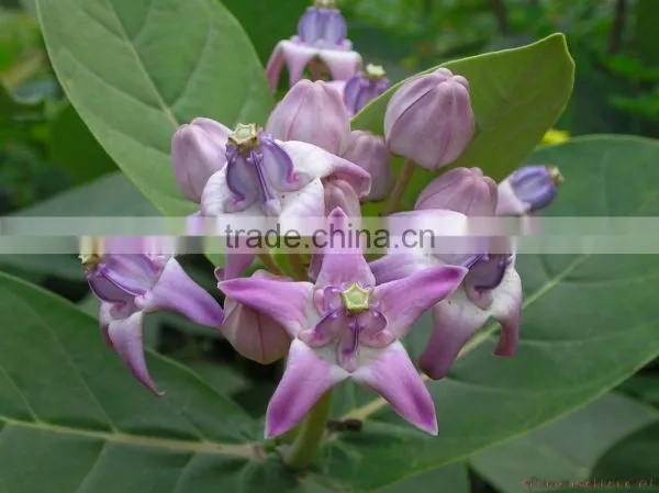CALOTROPIS GIGANTEA photo-2