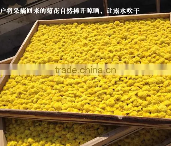 100% Natural Healthy Slimming Chrysanthemum Herbal Flowers photo-3