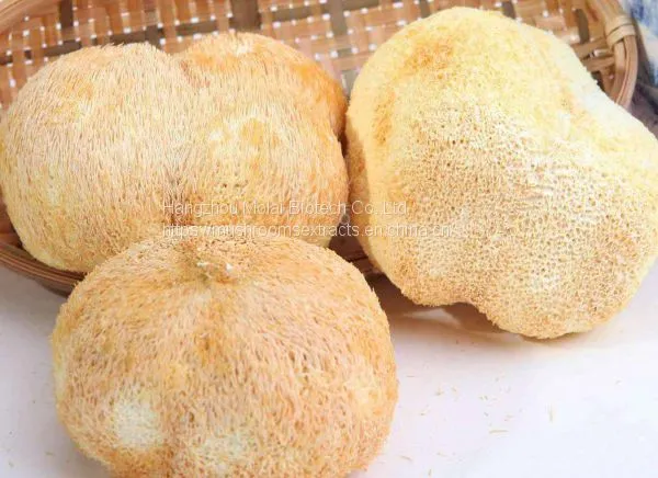 Hericium Erinaceus Extract Capsule
