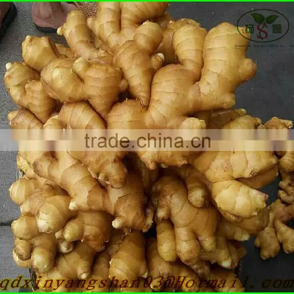 More Than 200 g Fresh Ginger/air Dried Ginger: Exports Europe and the United States photo-4