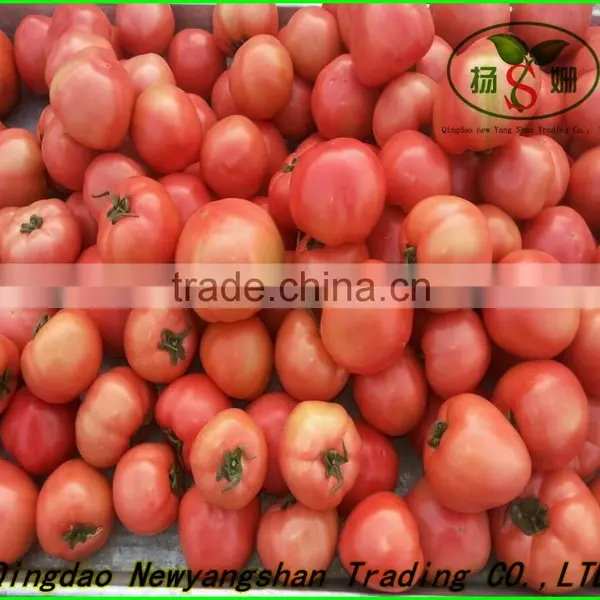 (HOT) Tomatoes !