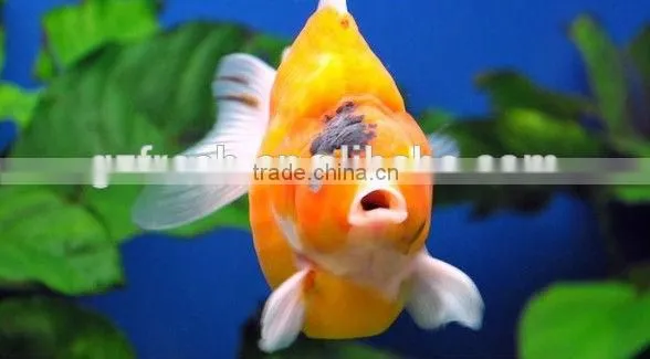 Janpanese Filter Mat,fish Pond Filter Mat,Biochemical Filter Mat,aquarium Filter,filter Pond,koi Pond Filter photo-2