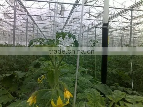 Bef Tomato photo-6