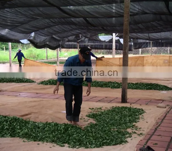 Green Oolong Tea photo-5