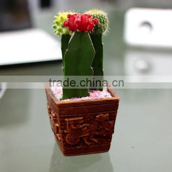 Mini Colorful Natual Cactus Plant photo-6