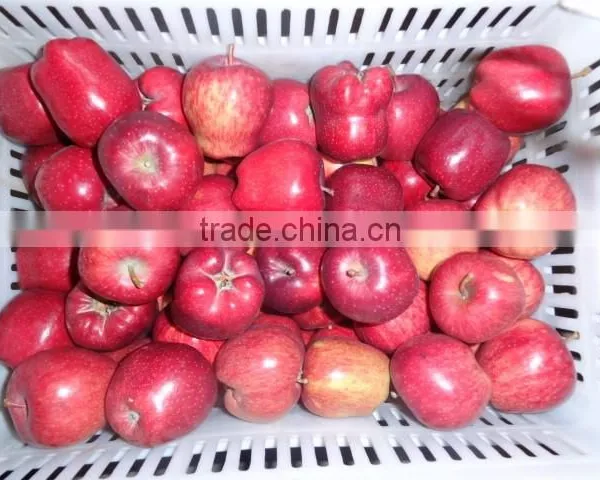 HUANIU APPLE photo-3