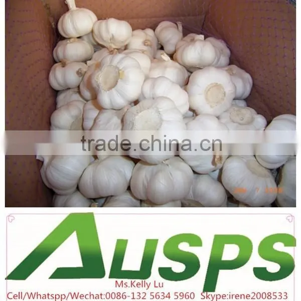 Fresh Natural Garlic Price photo-6