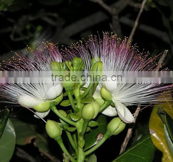The Landscape Tree Barringtonia Asiatica Seedling photo-2