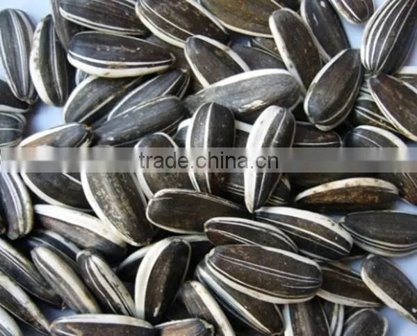 Promotion Striped Sunflower Seeds With Competitive Price photo-2
