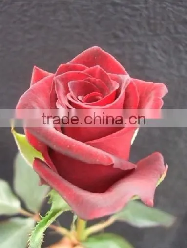 High Grade Fresh Cut Flower Wholesale Black Magic 002 Rose photo-2