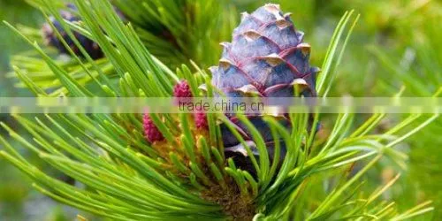 100% Natural & Pure Cedar Wood Oil (China) / Manufacturer / Supplier / Exporter photo-2